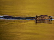 Beaver in the Golden Hour