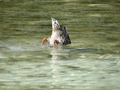 Grand Teton National Park