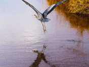Heron in Flight