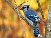 Autumn Blue jay