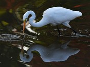 Great White Egret