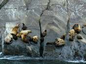 Kenai Fjords National Park