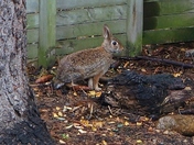 First rabbit sighting!