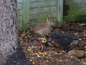 First rabbit sighting!