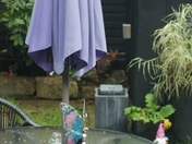 First rabbit sighting!