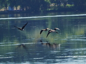 Geese in flight