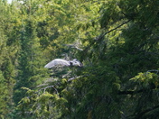 Highly perched - great heron