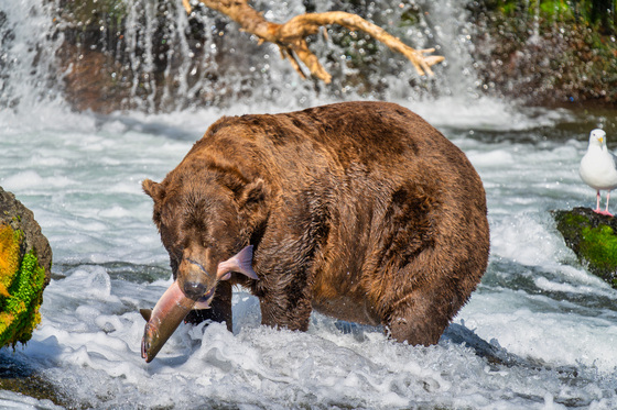 Katmai National Park and Preserve