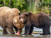 Katmai National Park and Preserve