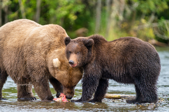 Katmai National Park and Preserve
