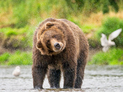 Katmai National Park and Preserve