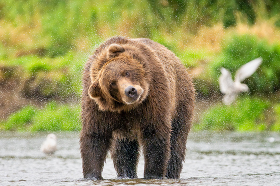 Katmai National Park and Preserve