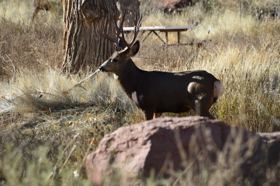 Zion National Park