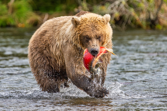 Katmai National Park and Preserve