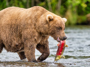 Katmai National Park and Preserve