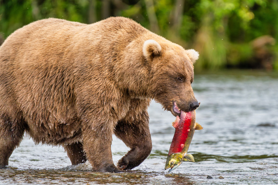 Katmai National Park and Preserve