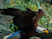 Mature Bald Eagle
