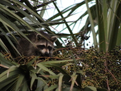 St. Marks National Wildlife Refuge & Lighthouse