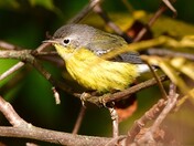 Magnolia Warbler