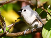 Tufted Titmouse