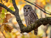 Barred Owl 