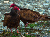 Turkey Vultures