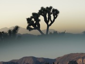 Joshua Tree National Park