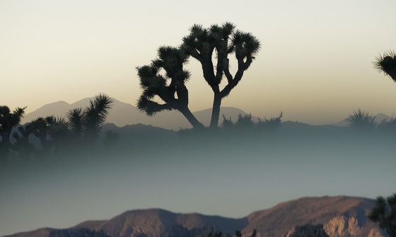 Joshua Tree National Park