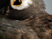 Beauty is in the Eye