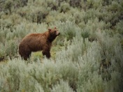 Yellowstone National Park