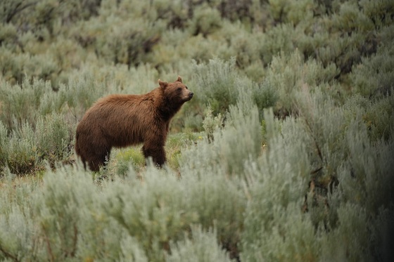 Yellowstone National Park
