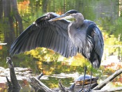 Great Blue Heron and the Turtle