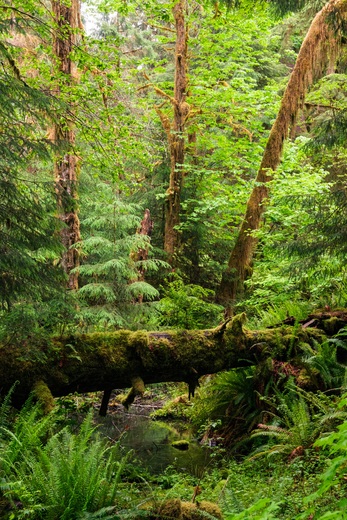 Olympic National Park