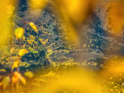 Framed by nature - autumn golden colors