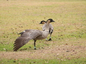Hawaii Volcanoes National Park