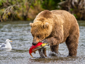 Katmai National Park and Preserve