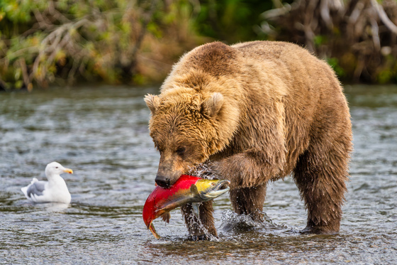 Katmai National Park and Preserve