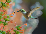 Hummingbird and flower