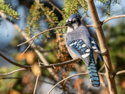 Bluejay