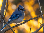 Bluejay