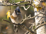 Bluejay