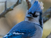 Bluejay