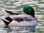 Mallard (male)