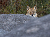 Coyote Peeking