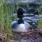Previous upload
