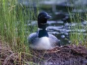 Nesting Loon