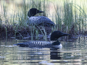 Nesting Loons