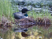 Nesting Loon