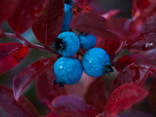 Wild Blueberries in the Fall