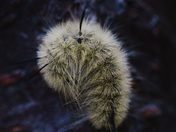 Sleeping Caterpillar